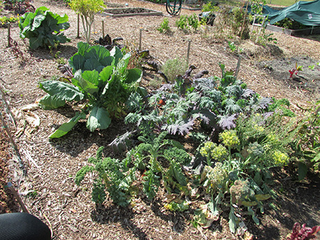 grow your own food in a community garden