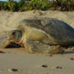 A turtle on conservation land
