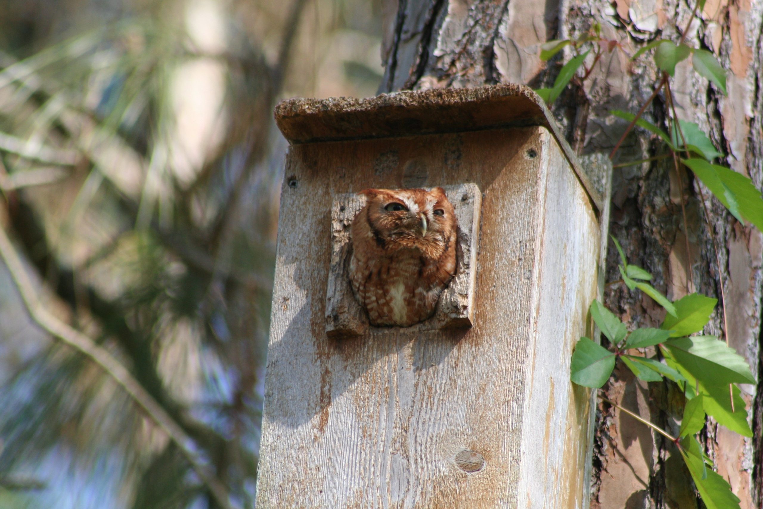 owl houses provide habitats