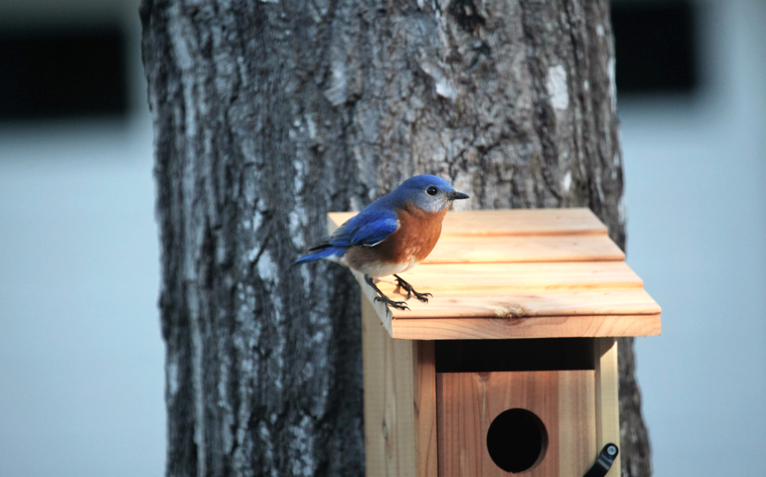 blue bird on a bird house