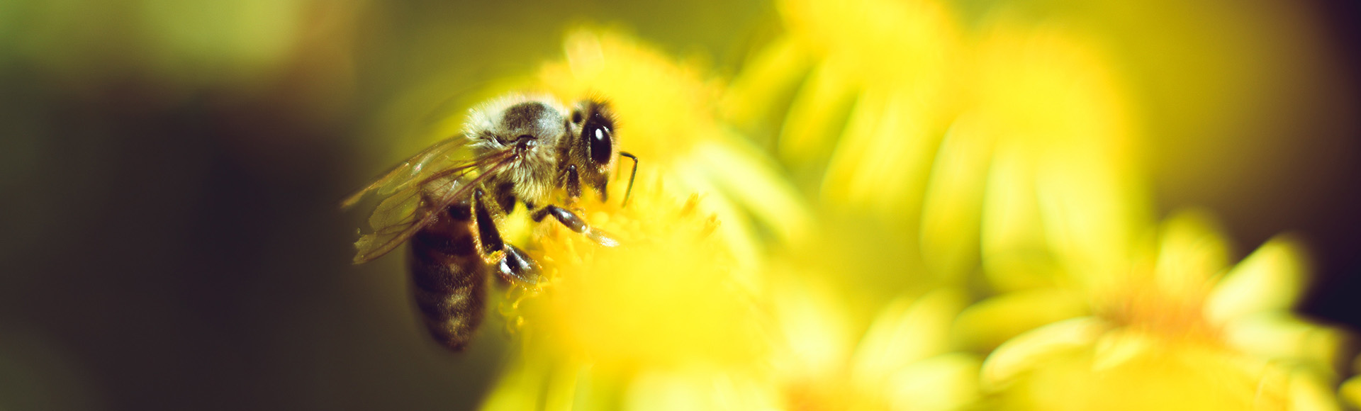 Bees support habitat restoration