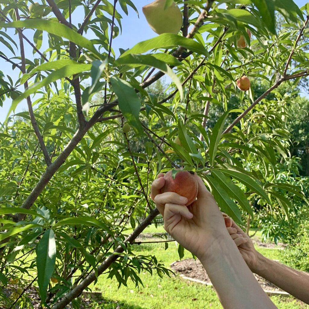 hand picking a peach